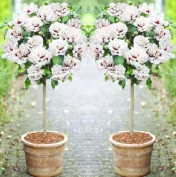 Pair Of Patio Standard Hibiscus Trees - Double Ice Cream