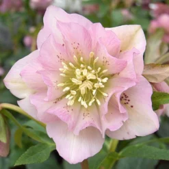 Connoisseur Helleborus Plants Collection - Pack Of FOUR Assorted Double Ellen Hellebore Plants -Plant Garden World double ellen pink 0009367 1