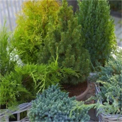 Dwarf Slow Growing Conifers - Collection Of 5 Different Contrasting Plants -Plant Garden World dwarf slow growing 1 1