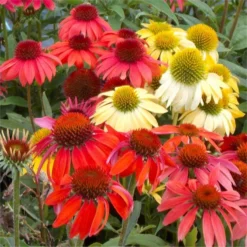 BULK PACK - Echinacea Cheyenne Spirit - Pack Of FIFTEEN Coneflower Plants In Amazing Colours 9 BULK PACK - Echinacea Cheyenne Spirit - Pack Of FIFTEEN Coneflower Plants In Amazing Colours -Plant Garden World echinacea cayenne spirit 750x750 1