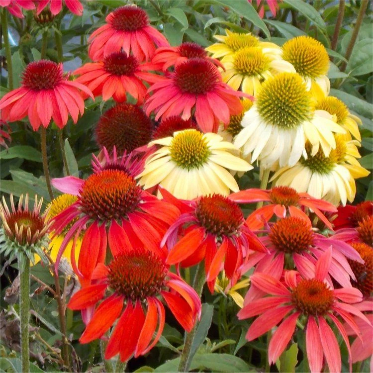 BULK PACK - Echinacea Cheyenne Spirit - Pack Of FIFTEEN Coneflower Plants In Amazing Colours 5 BULK PACK - Echinacea Cheyenne Spirit - Pack Of FIFTEEN Coneflower Plants In Amazing Colours - Image 5