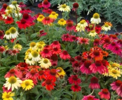 BULK PACK - Echinacea Cheyenne Spirit - Pack Of FIFTEEN Coneflower Plants In Amazing Colours