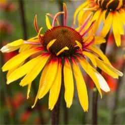 Echinacea Purpurea Sensation Pink -Plant Garden World echinacea funky yellow web 750x750 1