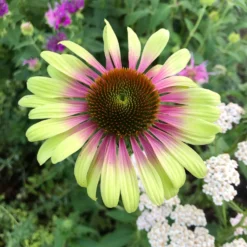 Echinacea Purpurea Green Twister - Cone Flower Plants -Plant Garden World echinacea green twister 2 scaled