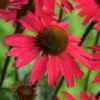 Echinacea Purpurea Sensation Pink
