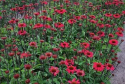 Echinacea Purpurea Sensation Pink -Plant Garden World echinacea sensation pink1