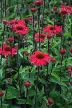 Echinacea Purpurea Sensation Pink -Plant Garden World echinacea sensation pink3