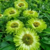Echinacea Sunseekers 'Apple Green '