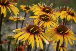 Echinacea Purpurea Sensation Pink -Plant Garden World echinacea funky yellow cu2 1 scaled