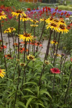 Echinacea Purpurea Sensation Pink -Plant Garden World echinacea funky yellow fp 1 scaled