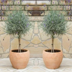 Pair Of Beautiful English Lavender Trees - Lavandula Angustifolia