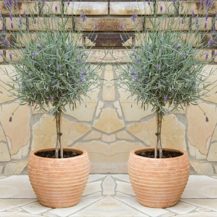 Pair Of Beautiful English Lavender Trees - Lavandula Angustifolia 1 Pair Of Beautiful English Lavender Trees - Lavandula Angustifolia