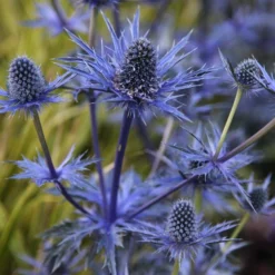 Eryngium Zabelii 'Jos Eijking' - Eryingium - Blue Sea Holly