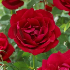 Large 6-7ft Specimen Climbing Rose - Etoile De Hollande - Courtyard Climber