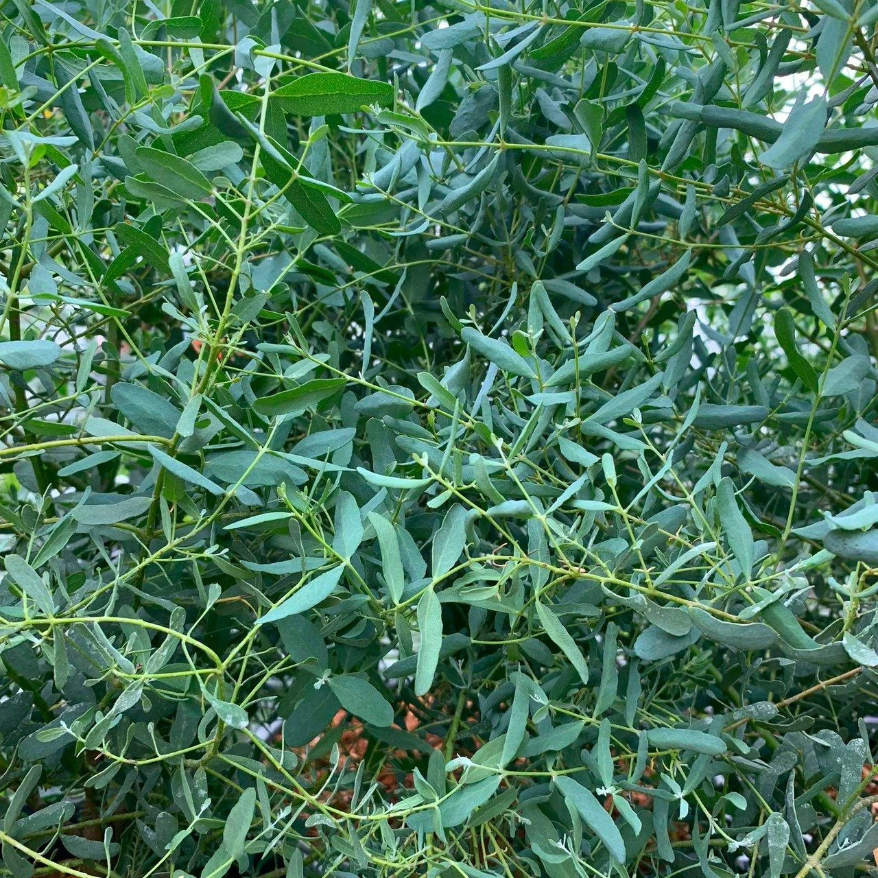 Evergreen Dwarf Cider Gum - Eucalyptus Gunnii France Bleu 2 Evergreen Dwarf Cider Gum - Eucalyptus Gunnii France Bleu - Image 2