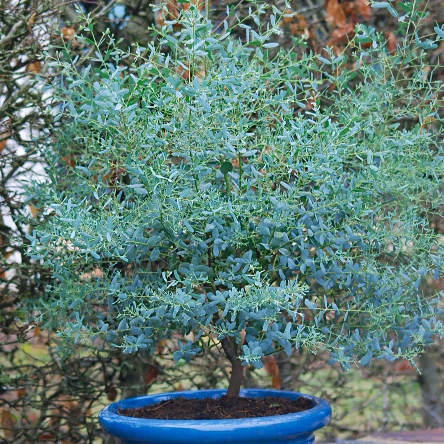 Evergreen Dwarf Cider Gum - Eucalyptus Gunnii France Bleu 1 Evergreen Dwarf Cider Gum - Eucalyptus Gunnii France Bleu