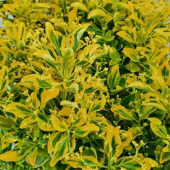 Euonymus Japonica Elegantissimus Aureus - LARGE SPECIMEN Circa 80-120cms Tall