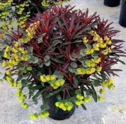 Euphorbia Miners Merlot -Plant Garden World euphorbia miners merlot 5