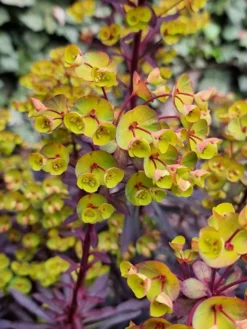 Euphorbia Miners Merlot -Plant Garden World euphorbia miners merlot 6