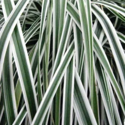 Carex ‘Everest’ - Evergreen Japanese Sedge - Pack Of THREE