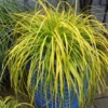 Carex ‘Everillo’ - Evergreen Japanese Sedge - Pack Of THREE Plants