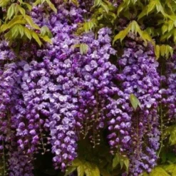 Wisteria Floribunda Black Dragon - Double Flowering Wisteria Vine - Established Circa 6ft Plants -Plant Garden World f2c32a9af4776182d8fa7bd3605729db