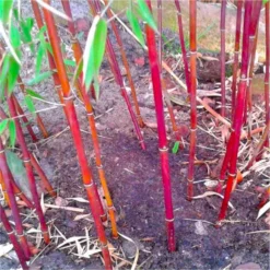 Fargesia 'Asian Wonder' - Red Dragon Clumping Umbrella Bamboo -Plant Garden World fargesia asian wonder web2 750x750 2