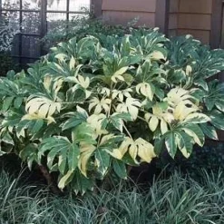 LARGE Fatsia Japonica Variegata - Variegated False Castor Oil Plant - Evergreen -Plant Garden World fatsia variegated 2