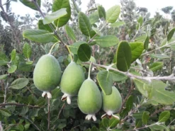 Feijoa Sellowiana - Pineapple Guava - Acca Sellowiana
