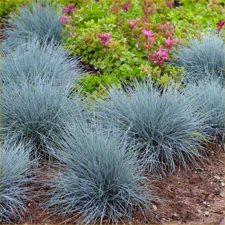 Festuca Glauca Blue Fescue - Pack Of FIVE 1 Festuca Glauca Blue Fescue - Pack Of FIVE