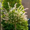 Flamingo Tree - LARGE 130-160cm Standard Salix Integra Hakuro Nishiki