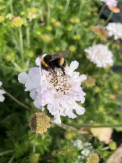Scabiosa Columbaria 'Flutter Pure White' - Scabious -Plant Garden World flutterby 1 scaled