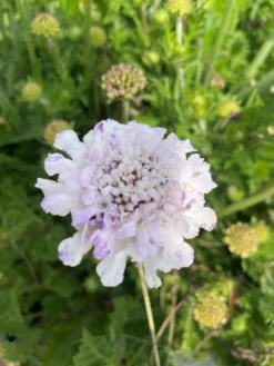 Scabiosa Columbaria 'Flutter Pure White' - Scabious -Plant Garden World flutterby 2 scaled
