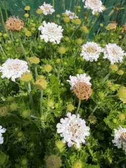 Scabiosa Columbaria 'Flutter Pure White' - Scabious -Plant Garden World flutterby 3 scaled