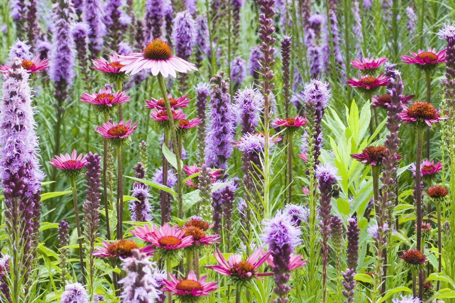 Plant Garden World -Plant Garden World fool proof perennials GettyImage