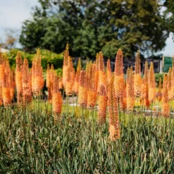 Eremurus X Isabellinus Romance - Foxtail Lily -Plant Garden World foxtail lily 1