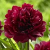 Paeonia Francoise Ortegat - Peony - Pack Of THREE