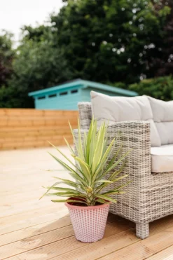 Patio Adams Needle Yucca Jewel Palm Tree - Approx 60cms+ Tall -Plant Garden World gardening express lifestyle 2 web 111