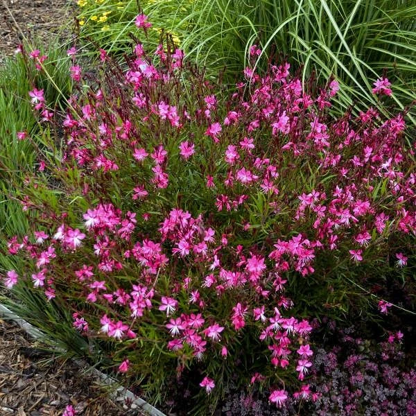 Gaura Lindheimeri Belleza® Pink 1 Gaura Lindheimeri Belleza® Pink