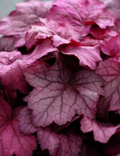 Handsome Heuchera Collection - Pack Of FOUR Evergreen Plants -Plant Garden World georgia plum heuchera 1 1