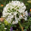Agapanthus Praecox "Getty White"