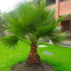 Giant Circa 5ft Fan Palm - Washingtonia Robusta - Perfect For Patios
