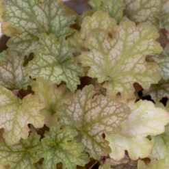 Heuchera Ginger Ale -Plant Garden World ginger ale 1