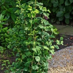 Ginkgo Biloba Menhir - Columnar Maidenhair Tree - Circa 80cm -Plant Garden World ginkgo menhir 2