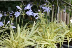 Agapanthus Golden Drop - Variegated Nile Lily -Plant Garden World golden drop3