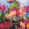 Lonicera X Heckrottii Gold Flame - Goldflame Honeysuckle