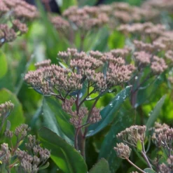 Sedum Mr Goodbud -Plant Garden World goodbud