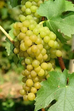 Vitis Vinifera Solaris - Super Sweet White Grapes For Table Or Wine Making!
