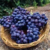 Large Circa 5-6ft Grape Vine - Vitis Vinifera 'Autumn Royal'