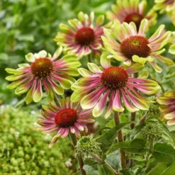 Echinacea Purpurea Green Twister - Cone Flower Plants -Plant Garden World green twister